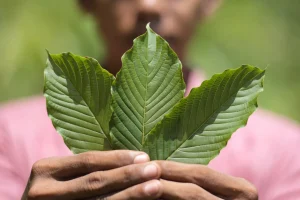 kava leaf
