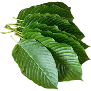 kratom leaf