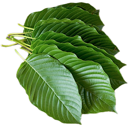 kratom leaf
