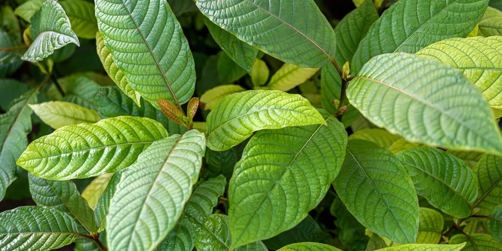 MGM15 & 7-OH Tablets